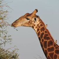 Sudafrica botswana seychelles fai da te!meravigliose! - 4