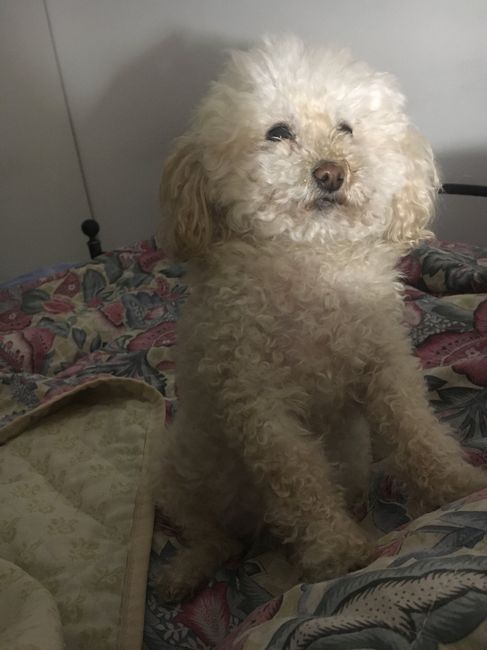 la mia cagnolina Portera' le fedi - 1