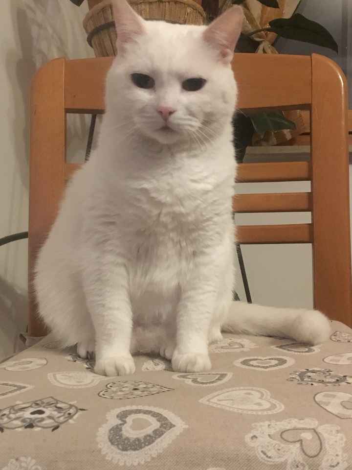 Convivenze un po’ .....pelose!🐶🐱🐹🐰 - 1