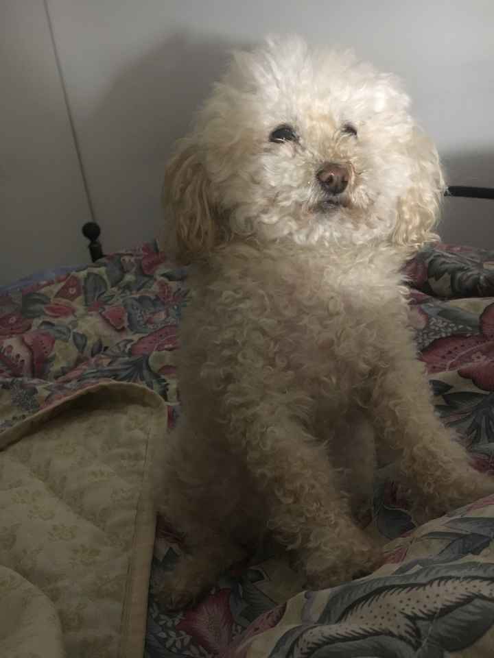 la mia cagnolina Portera' le fedi - 1