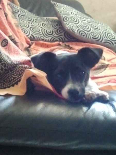 Le foto dei vostri animali - 1