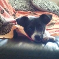 Le foto dei vostri animali - 1