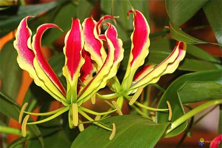 Il fiore del mio bouquet