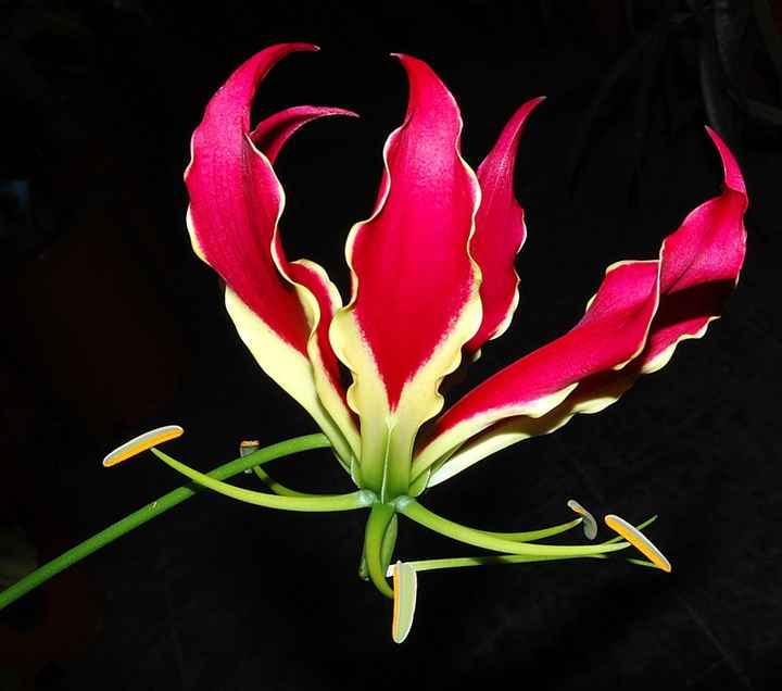 Gloriosa superba