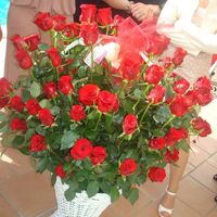 101 rose dallo sposo!Quanto ho pianto 