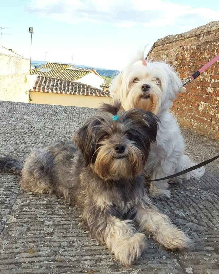 Bau al matrimonio! - 1