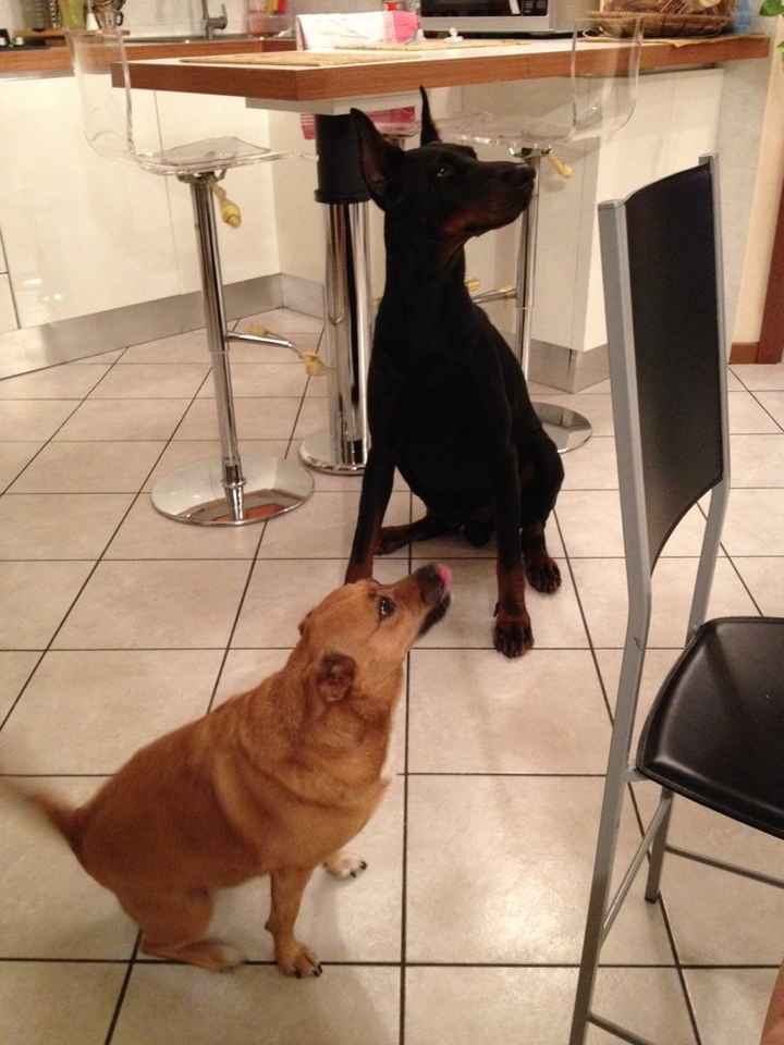 Chi di voi sposine ha dei cani ? - 1