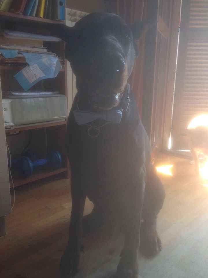 Il nostro pelosetto ci ha lasciati - 1