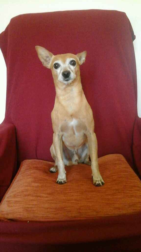 Animali domestici - 1