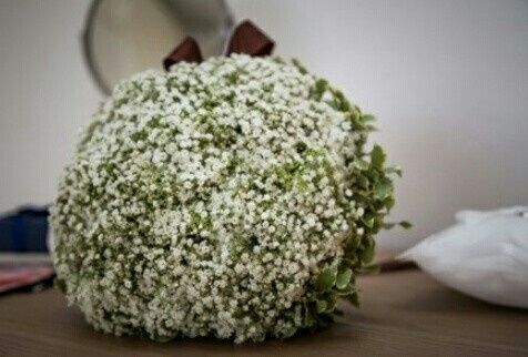 Gypsophila... brutta? - 1