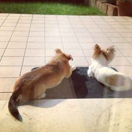 Le foto dei vostri animali - 2