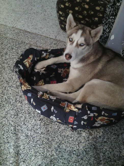 My bulldog inglese - 1