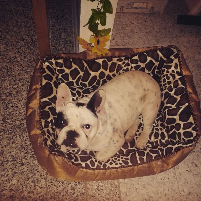 I nostri cuccioli!!! - 2