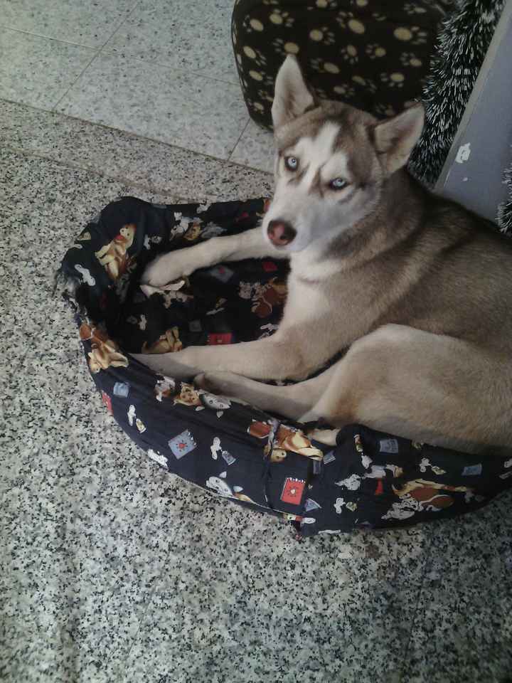 My bulldog inglese - 1