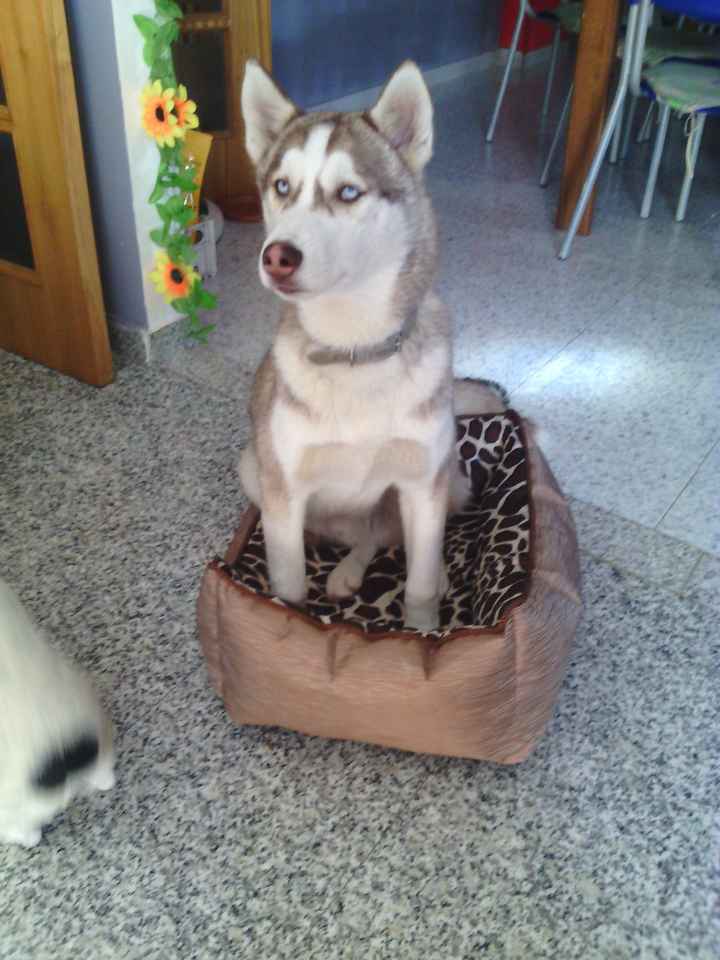 I nostri cuccioli!!! - 1