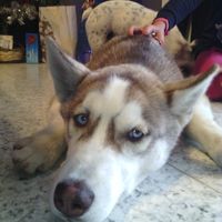 Le foto dei vostri animali - 1