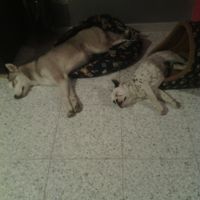 Le foto dei vostri animali - 3