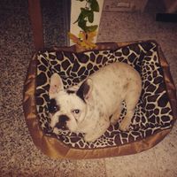 I nostri cuccioli!!! - 2