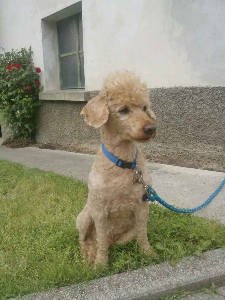 Se non ci fossero loro... - 1