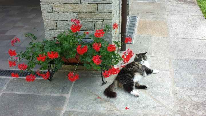 Se non ci fossero loro... - 2