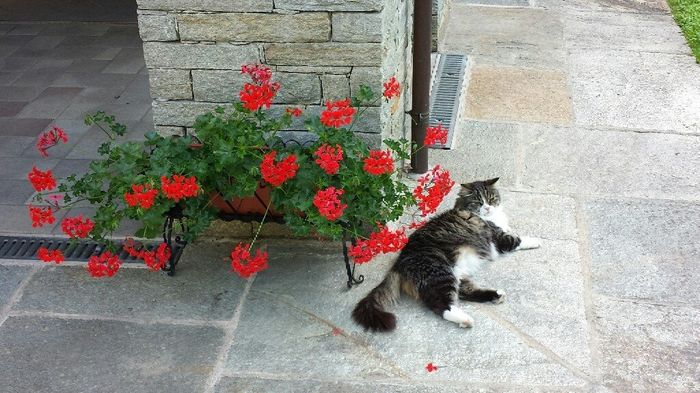 Se non ci fossero loro... - 2