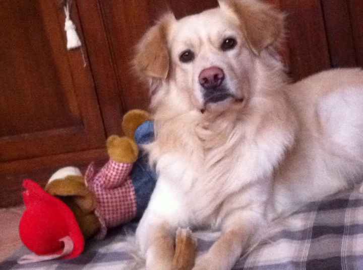 Le foto dei vostri animali - 1