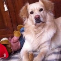 Le foto dei vostri animali - 1