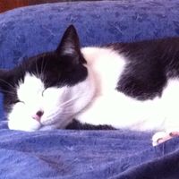 Le foto dei vostri animali - 2