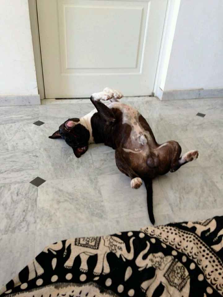 Sposine canare help! - 2