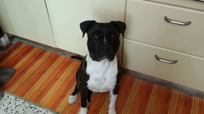 Sposine canare help! - 1