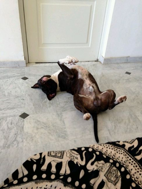 Sposine canare help! - 2