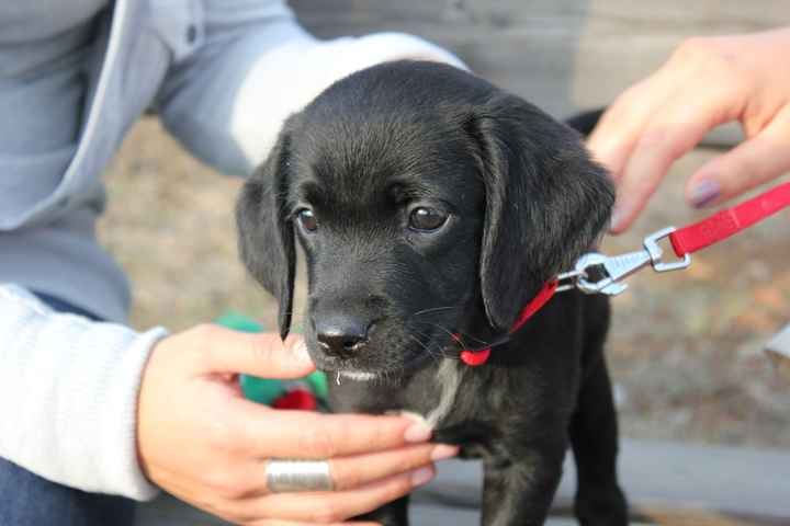 Maya la nostra canina