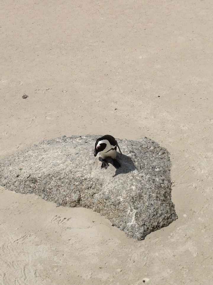 pinguino solitario