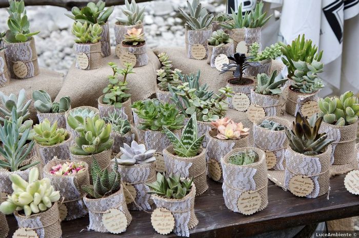 Bomboniere con piante grasse: 15 idee "succulente" per presentarle🌵 - 6