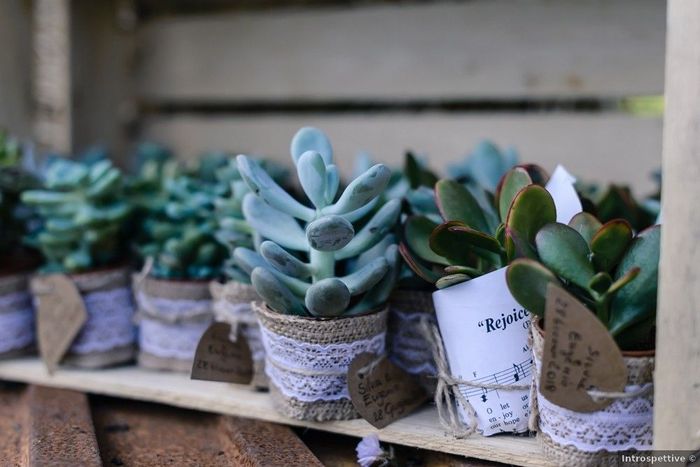 Bomboniere con piante grasse: 15 idee "succulente" per presentarle🌵 - 12