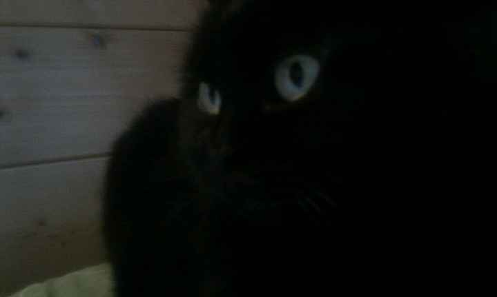 Le foto dei vostri animali - 1