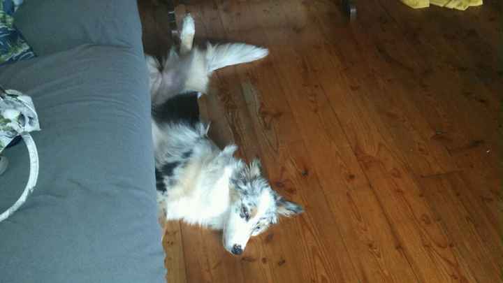 Le foto dei vostri animali - 6