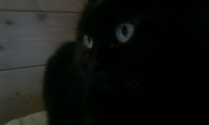 Le foto dei vostri animali - 1