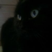 Le foto dei vostri animali - 1