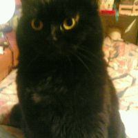 Le foto dei vostri animali - 2