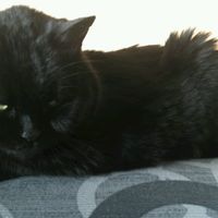 Le foto dei vostri animali - 3