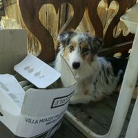 Le foto dei vostri animali - 5