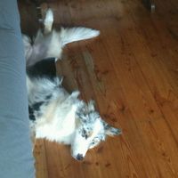 Le foto dei vostri animali - 6