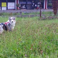 Le foto dei vostri animali - 7