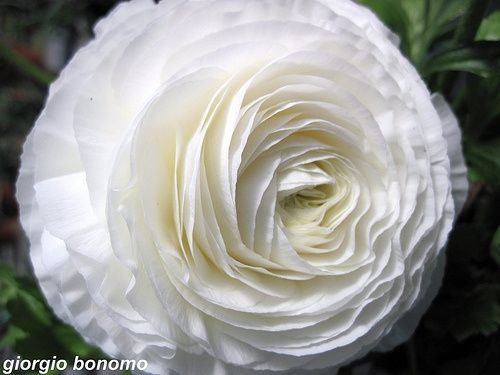 Significato dei colori bianco