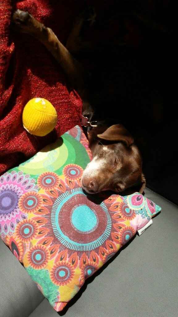 I nostri amici a 4 zampe - 1