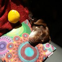 I nostri amici a 4 zampe - 1