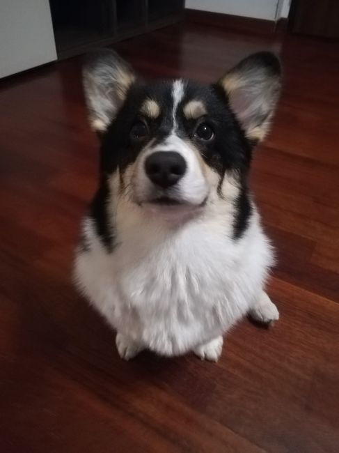 Canapuzza