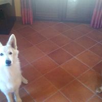 Too cute: i vostri amici animali - 1