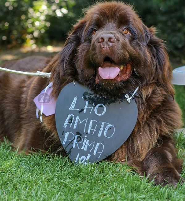 Amici a quattro zampe al matrimonio 1